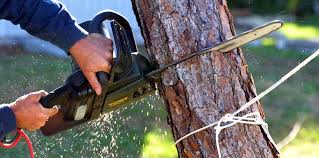 Best Tree Risk Assessment  in Kingsville, TX