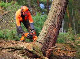 Professional Tree Removal in Kingsville, TX